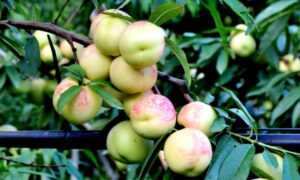 Si estás en Sicilia debes comer esta fruta milenaria antes de que desaparezca para siempre.
