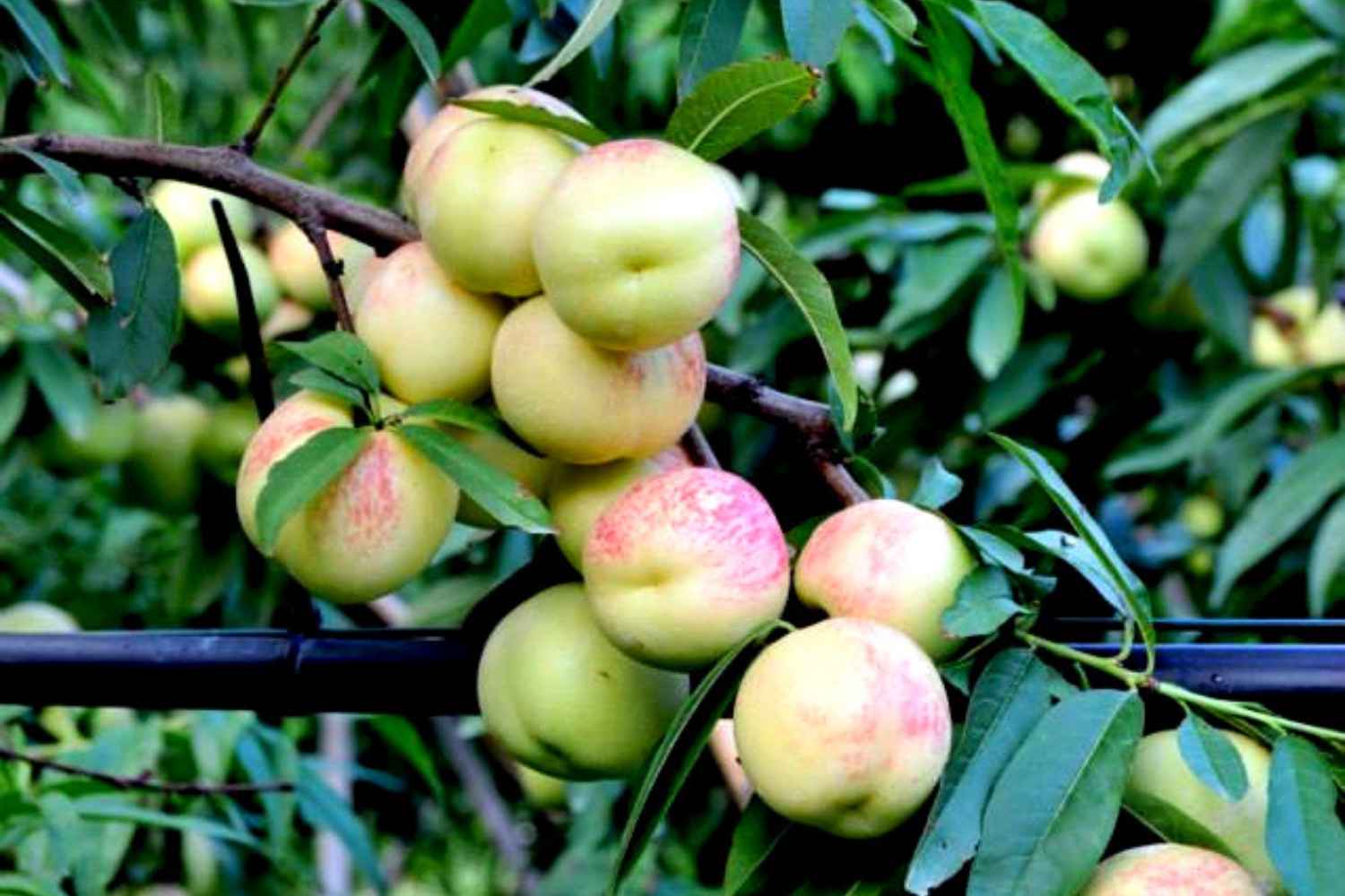 sbergia