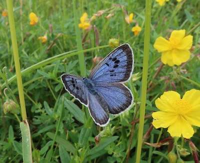 Hembra azul grande © Royal Entomological Society