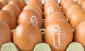 Huevos contaminados por Salmonella, más de 300 personas infectadas en Bélgica: ¿se distribuyeron también en Italia?