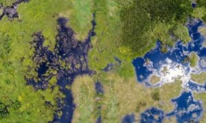 Apagar incendios forestales: cómo la restauración de turba ha reducido los incendios…