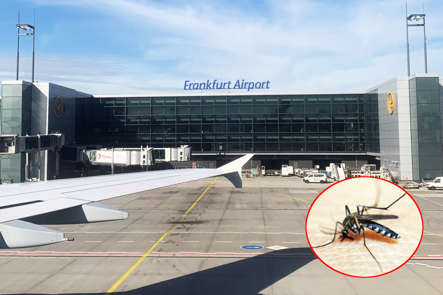 Malaria aeroporto