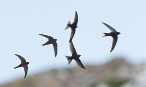 Cielos silenciosos mientras las aves migratorias de todo el mundo caen en picado