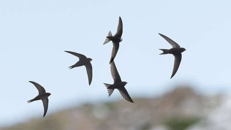 Silent skies as migratory birds across the globe plummet