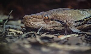 El tratamiento contra el cáncer ‘primero en el mundo’ salva a Python después…