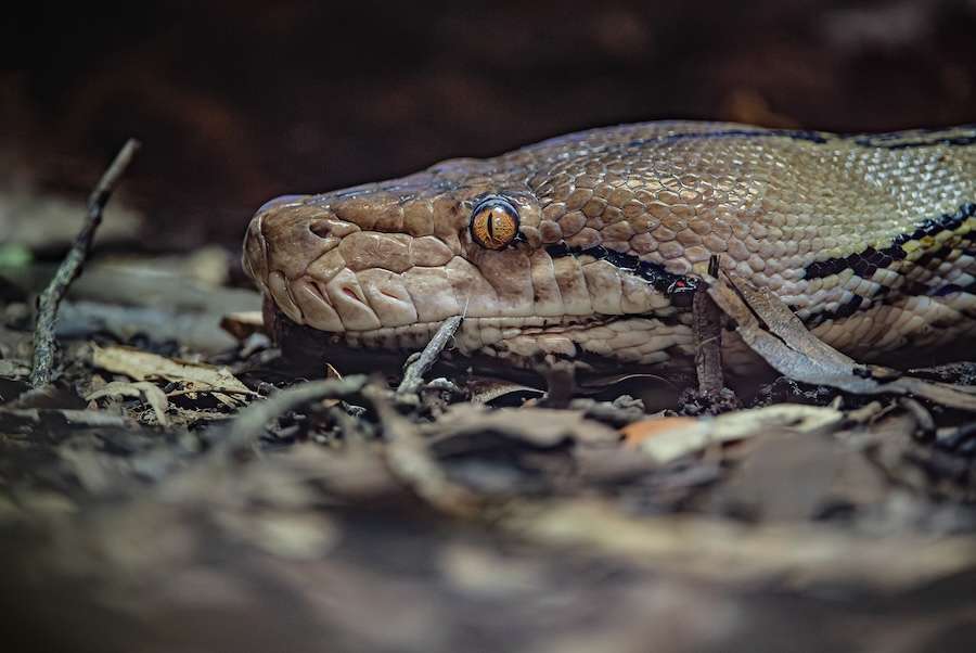 El tratamiento contra el cáncer 'primero en el mundo' salva a Python después...