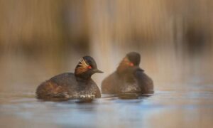 Especies raras de aves del Reino Unido experimentan un año récord de reproducción