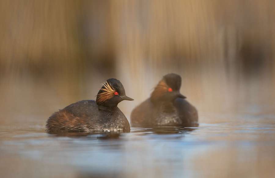 Rare UK bird species sees record year for breeding