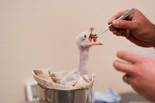 'Gran avance' para una de las aves más raras de África: cinco polluelos en peligro de extinción nacen en el zoológico de Chester - alimentación