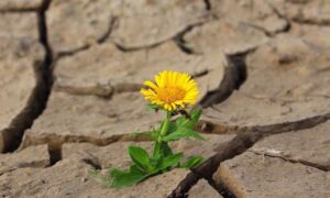 La sequía extrema está cambiando la vida silvestre de Gran Bretaña, y algunas…