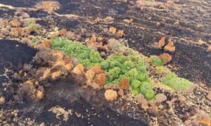 Los activistas convocan a una Cumbre sobre Resiliencia del Paisaje para construir dos…