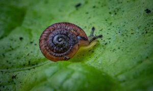 Los caracoles casi extintos nacidos en el zoológico del Reino Unido han regresado a la naturaleza luego de una importante conservación…