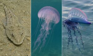 Medusas, medusas y carabelas portuguesas: qué saber para evitar dolorosas picaduras en el mar