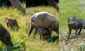 Nace un raro lechón en el zoológico de Chester mientras la peste porcina africana avanza…