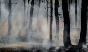 No hay nada “salvaje” en la mayoría de los incendios forestales: los humanos los inician…