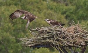 Primeras águilas pescadoras que eclosionan en una reserva natural RSPB en Inglaterra…