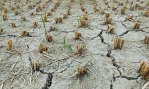 Se anuncia un paquete de ayuda para la sequía de 65 millones de libras esterlinas para los agricultores de Inglaterra