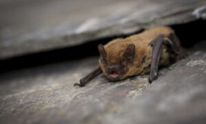 The Wildlife Trusts advierte: Mientras Inglaterra arde lentamente…