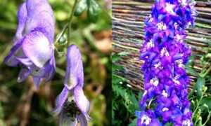 Utilizadas durante siglos como veneno, estas dos plantas tóxicas podrían convertirse en medicinas tras un descubrimiento en el laboratorio