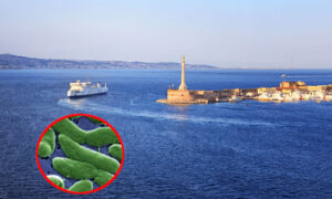 ¿Cuál es esta historia de la bacteria carnívora en el Estrecho de Messina, el especialista en enfermedades infecciosas Bassetti: “cuidado con las heridas abiertas y los mariscos”?