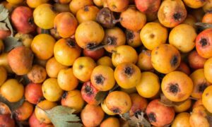 Parece una manzana pequeña, pero es una fruta casi desaparecida: el azzeruolo, la fruta olvidada que madura en septiembre