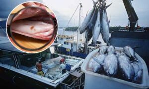 Atún con parásitos: el 96% de los pescados analizados por estos investigadores están infestados (incluso en la parte que comemos)