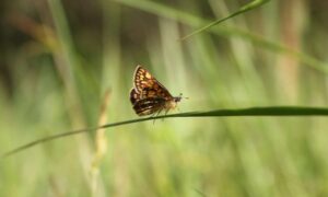Los conservacionistas que revivieron una mariposa extinta recibieron 150.000 libras esterlinas
