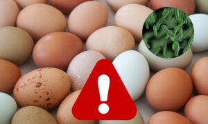 Tres marcas de huevos retiradas del mercado por Salmonella: ojo con este lote