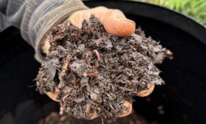 El Campeonato de Compost del Reino Unido anuncia ‘Gardenfluencer’…