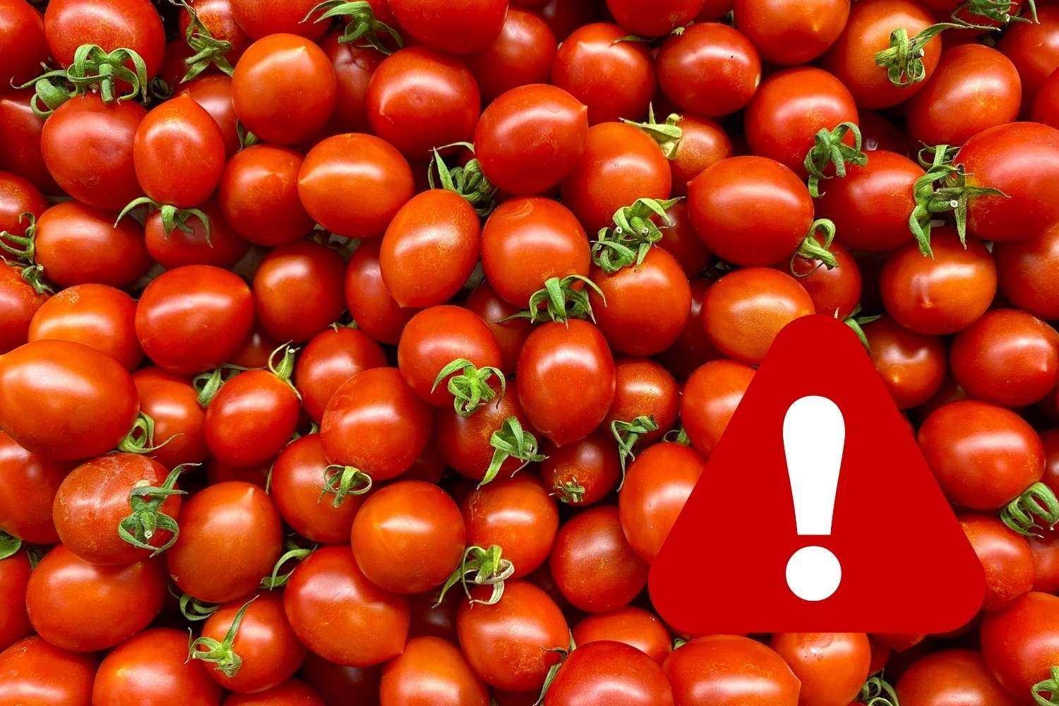 richiamo pomodori ciliegini