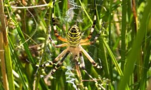 Araña rayada ‘refugiada climática’ encontrada en el noroeste…