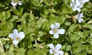 Bacopa, la planta de la memoria: así la ciencia redescubre el antiguo remedio ayurvédico también contra la demencia