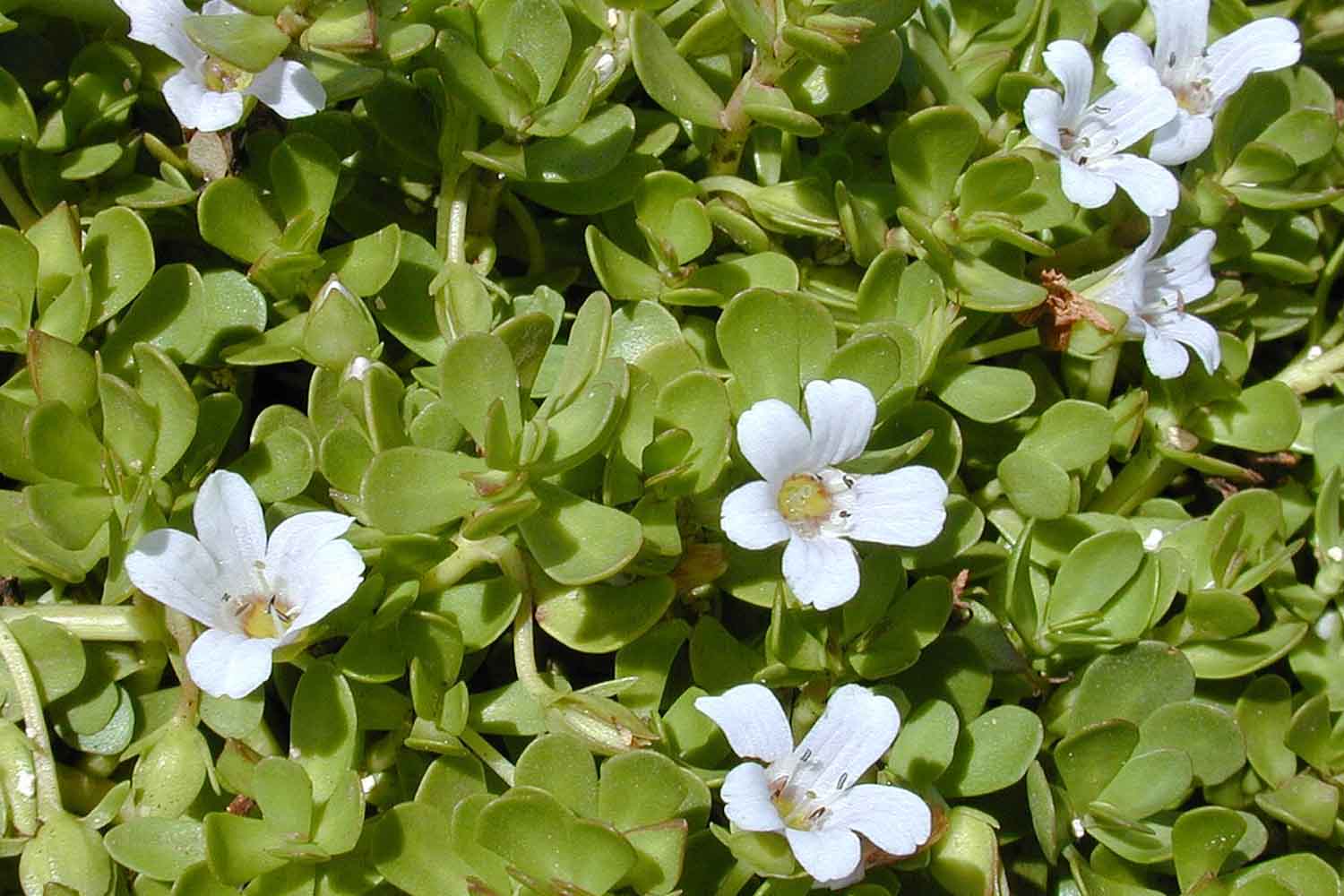 Bacopa monnieri
