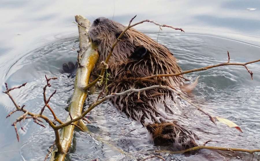 How beavers can help create fire breaks as part of a drought preparation plan
