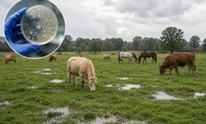 “Enfermedad de la lluvia”: lo que sabemos sobre la bacteria animal que ahora también se transmite entre personas