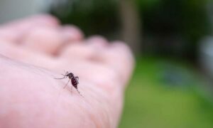 Europa tiene un nuevo problema de mosquitos, pero puede que no sea lo que piensas (y ya está en Italia)