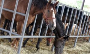 Fraude de carne de caballo: miles de caballos con documentos falsificados pueden haber acabado en el matadero en Europa