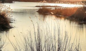 La pérdida de biodiversidad reconocida como un problema creciente para la seguridad nacional y…