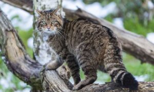 La vida silvestre de Escocia pierde millones de especies…