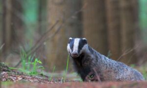 La vida silvestre sometida a una crueldad “horrible” como miles de…
