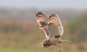 Las 19 especies de aves rapaces y búhos que se reproducen en Inglaterra tienen…