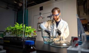 Los científicos han conseguido que esta lechuga produzca una proteína cárnica que podría revolucionar las hamburguesas vegetales