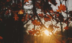 No es sólo un cambio de estación: porque el equinoccio de otoño tiene un significado profundo (también en nuestras vidas)