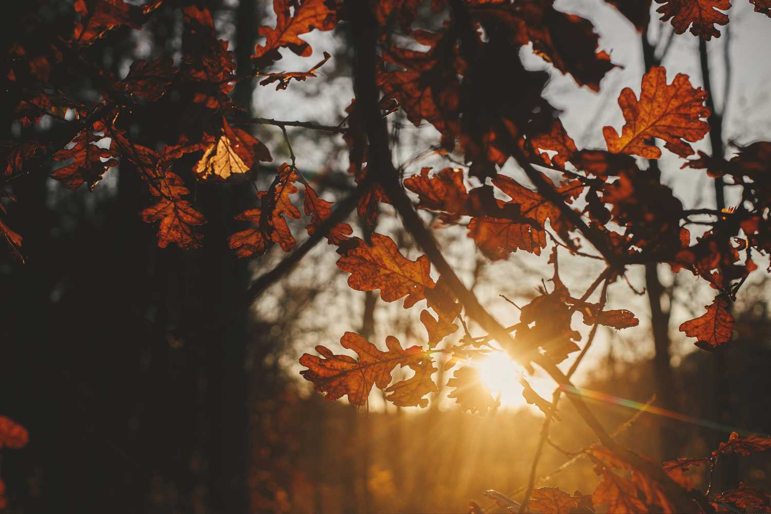 sole autunno