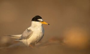 Otro año récord para los charranes pequeños en el estuario de Humber