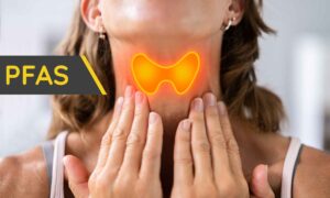 PFAS, un nuevo estudio italiano ha descubierto cómo pueden interferir con la tiroides y las hormonas del cerebro