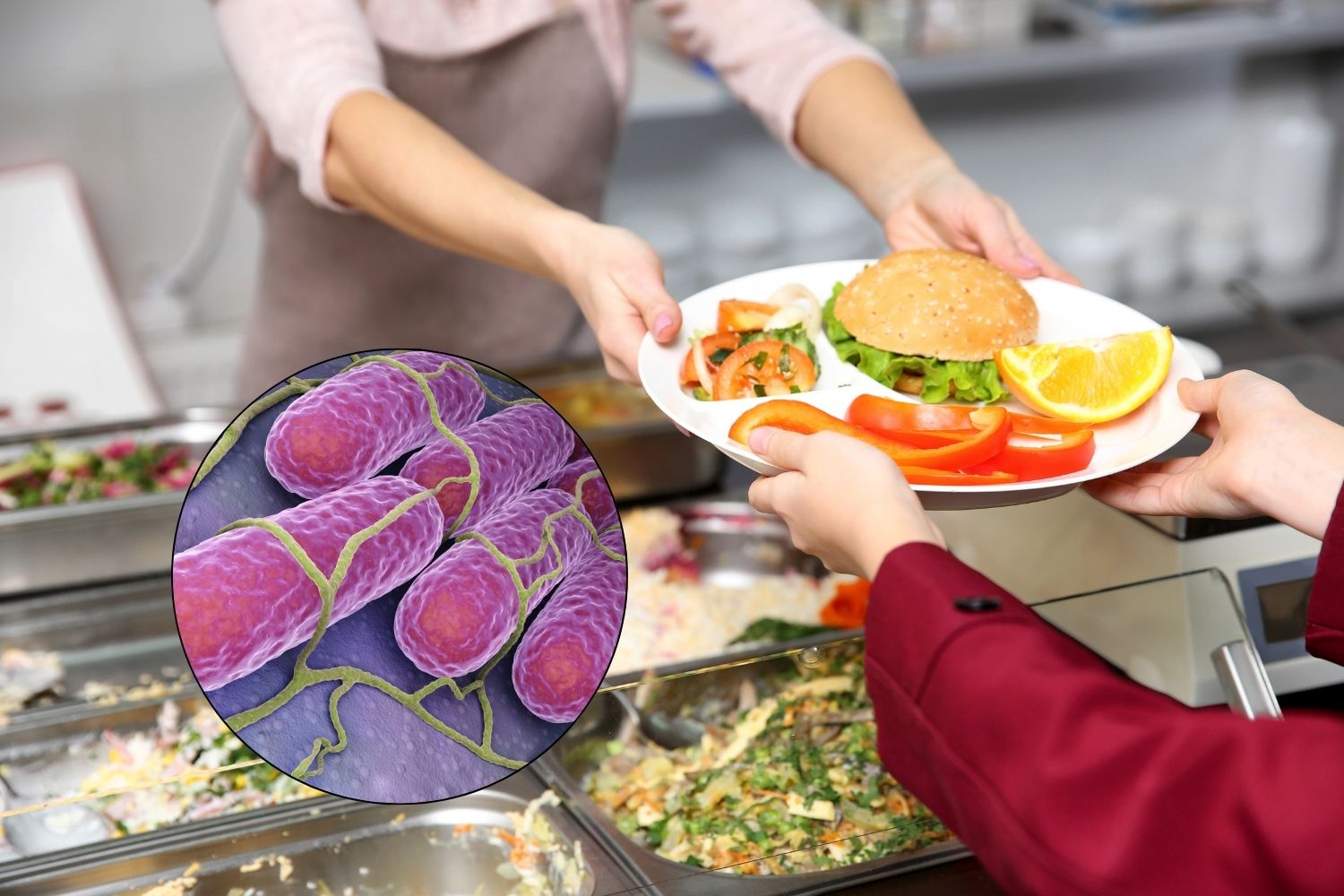 mensa salmonella