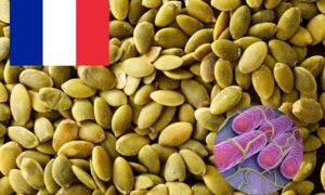 Semillas de calabaza contaminadas por Salmonella, más de 80 casos registrados en Francia: se activa la retirada nacional