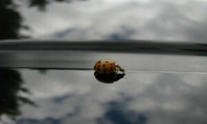 ¿Por qué debería importarnos si no hay insectos aplastados en…?