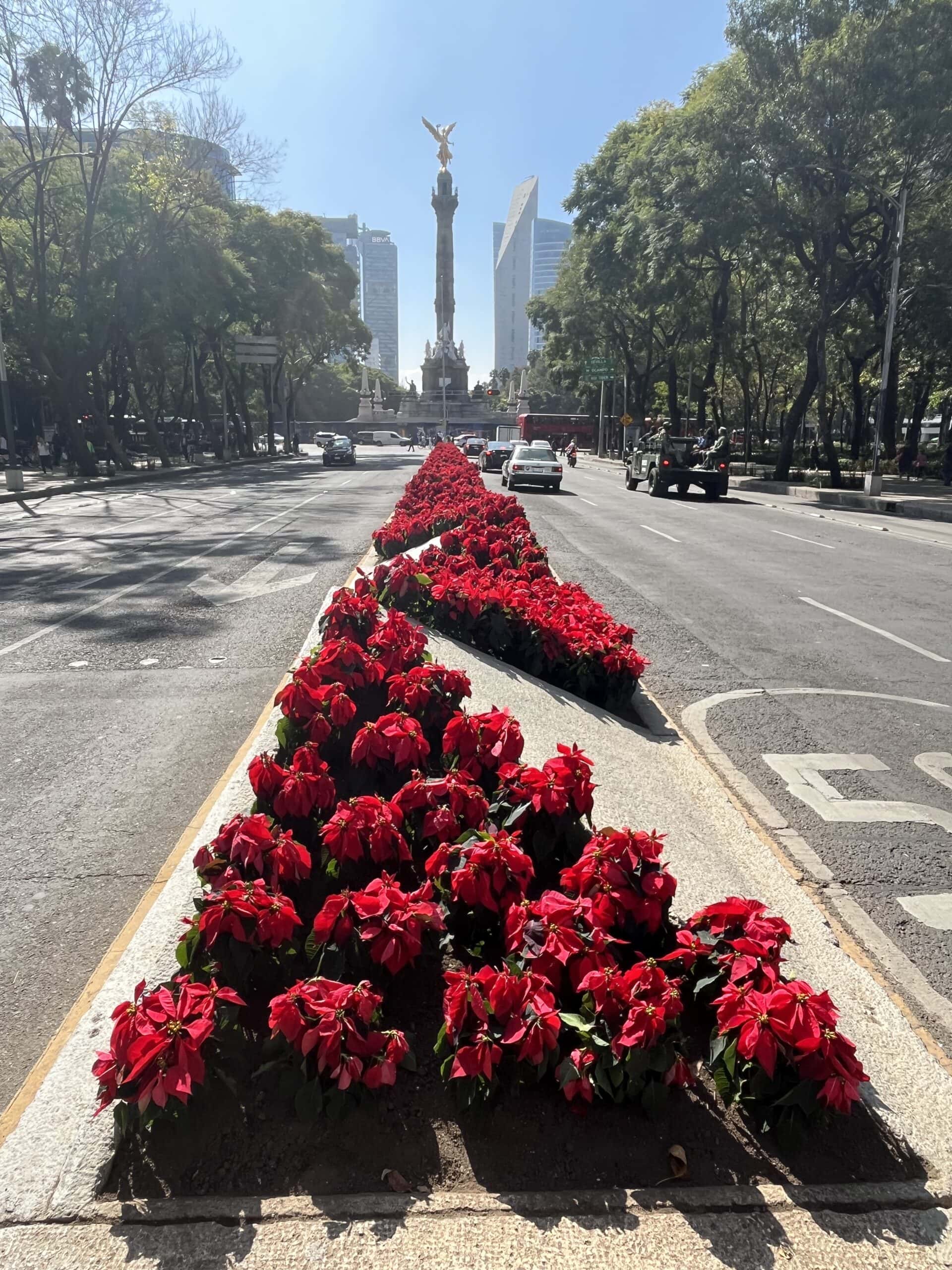 Poinsettia (noche bunea) flores en la avenida reforma para las festividades navideñas de la Ciudad de México